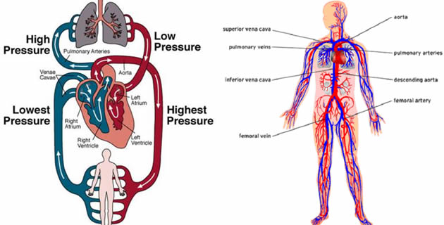 visok krvni pritisak i fizicka aktivnost